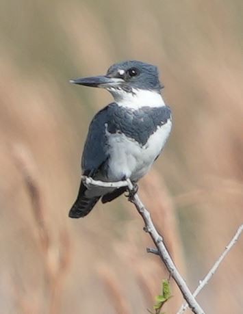 Belted Kingfisher - E Jones