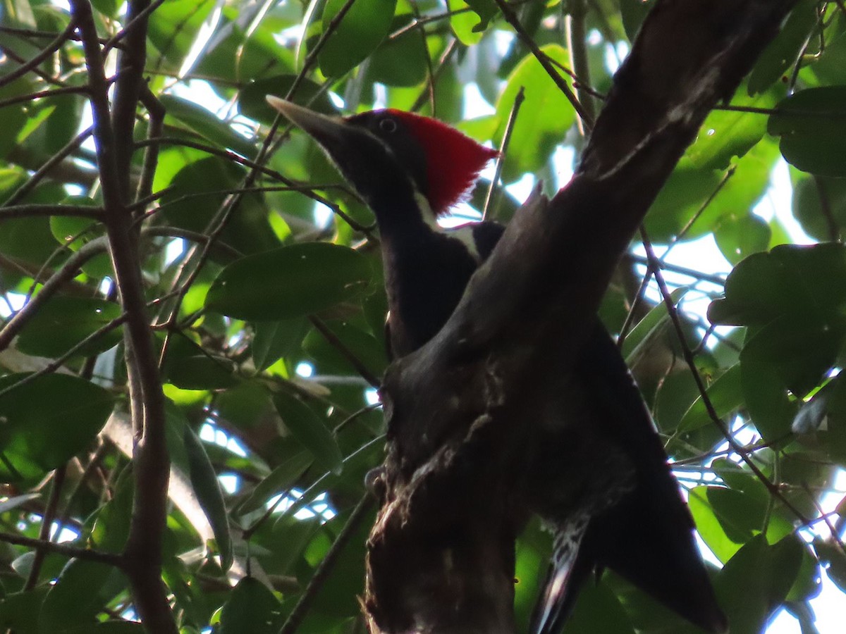 Lineated Woodpecker - ML397035741