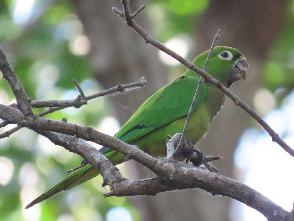 Olive-throated Parakeet - Héctor Cano