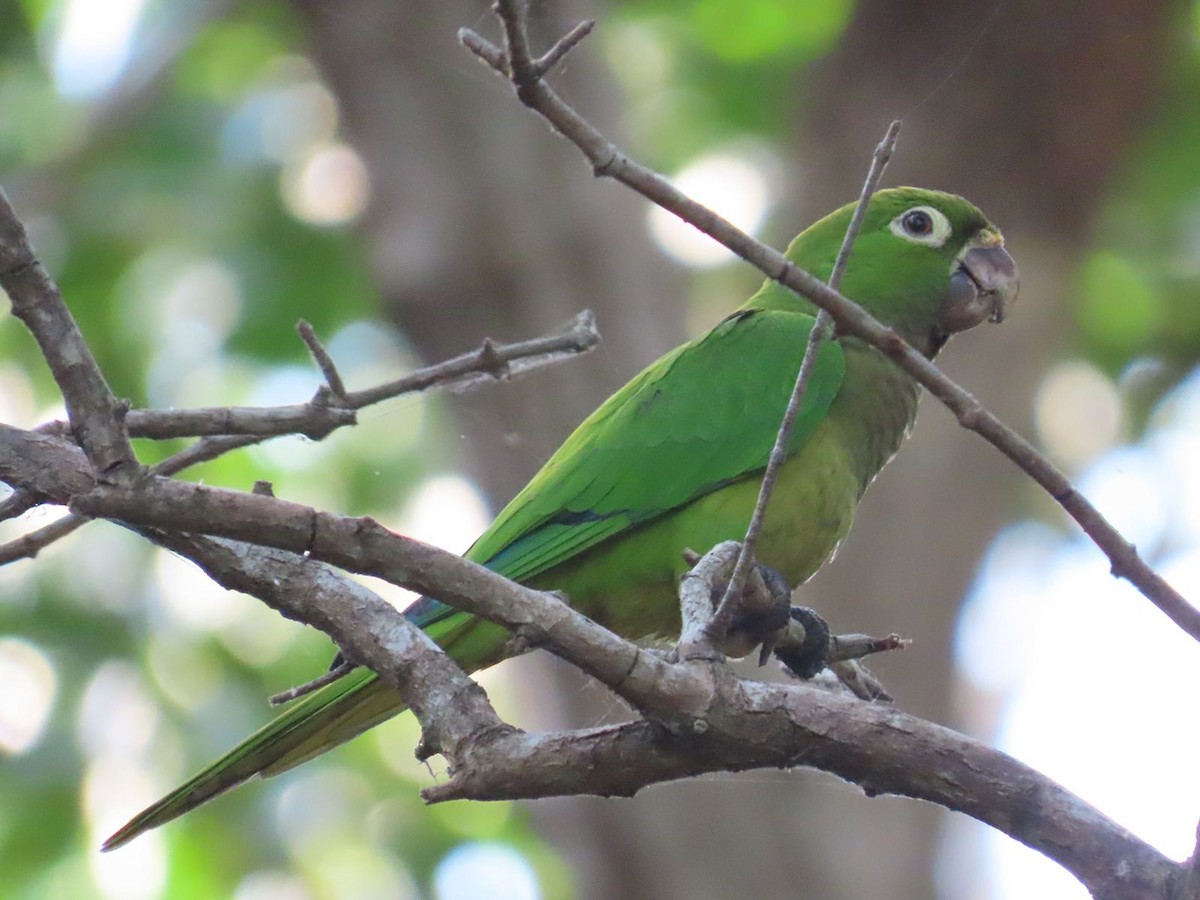 Olive-throated Parakeet - ML397035871