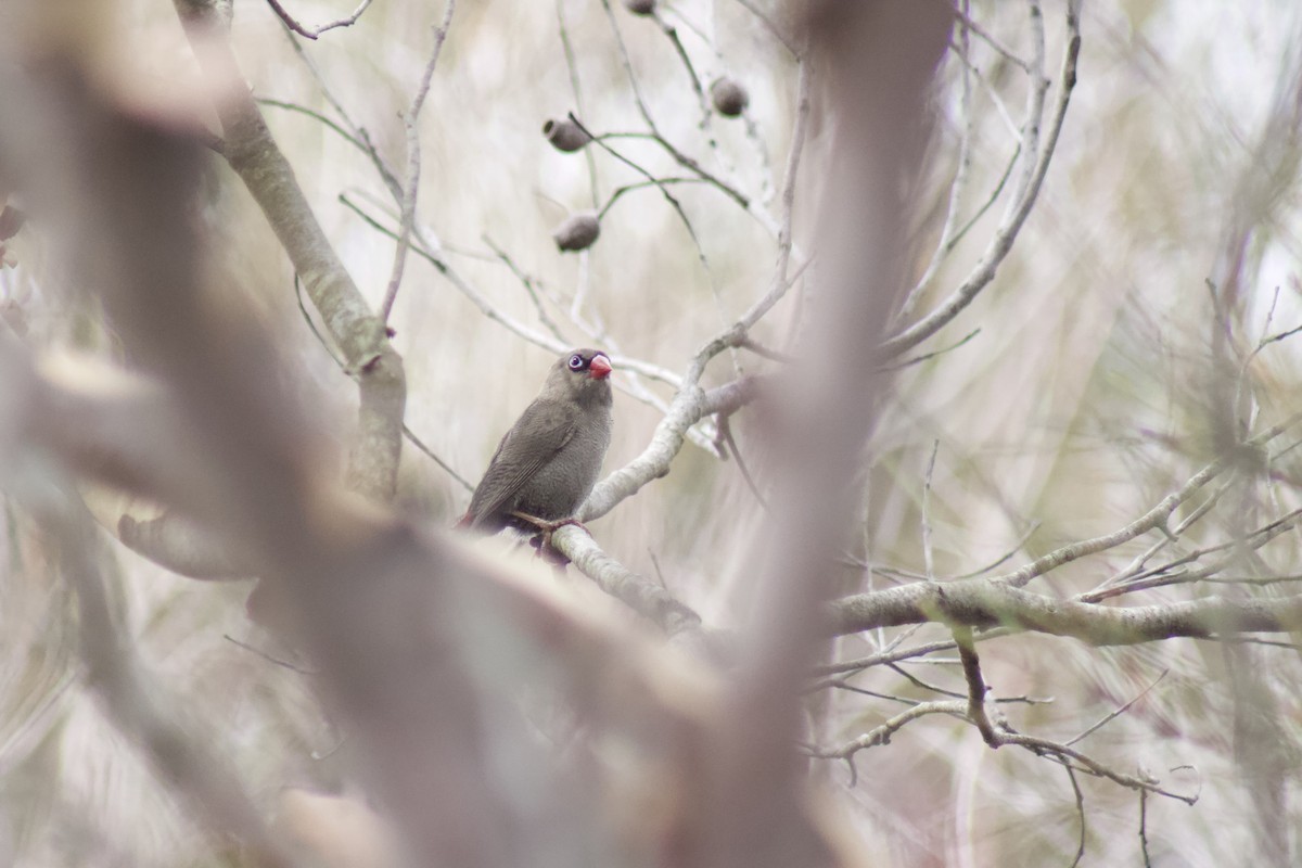 Beautiful Firetail - ML397036021