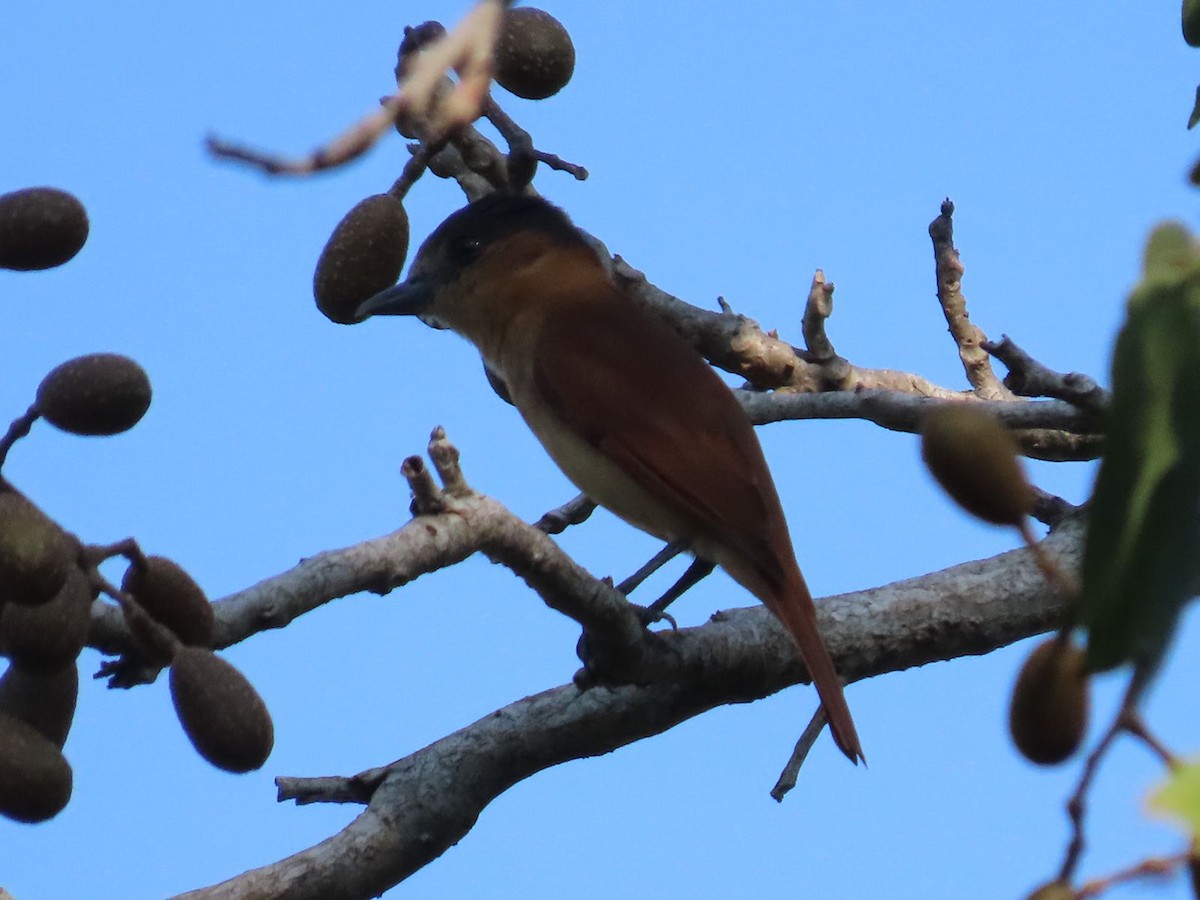 Rose-throated Becard - ML397036351