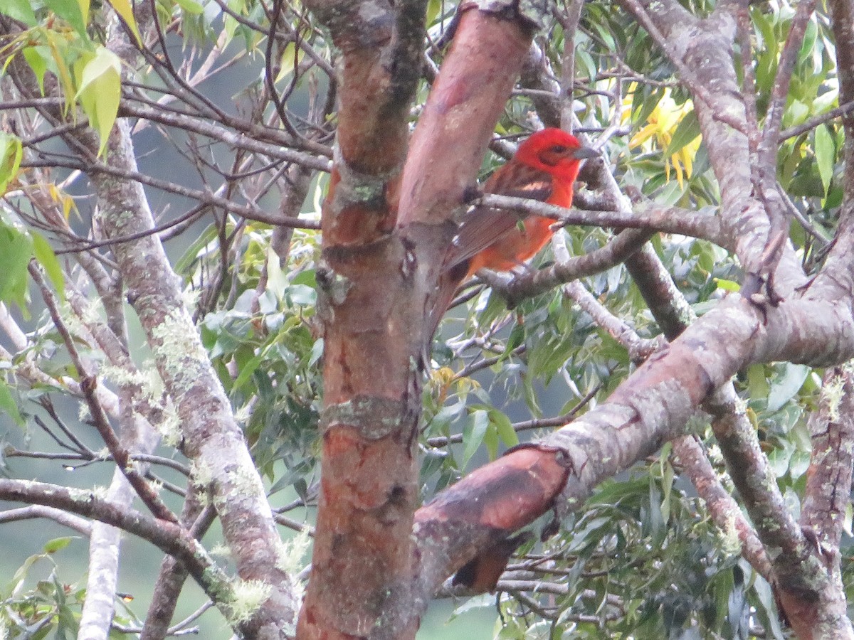 Flame-colored Tanager - ML397036361