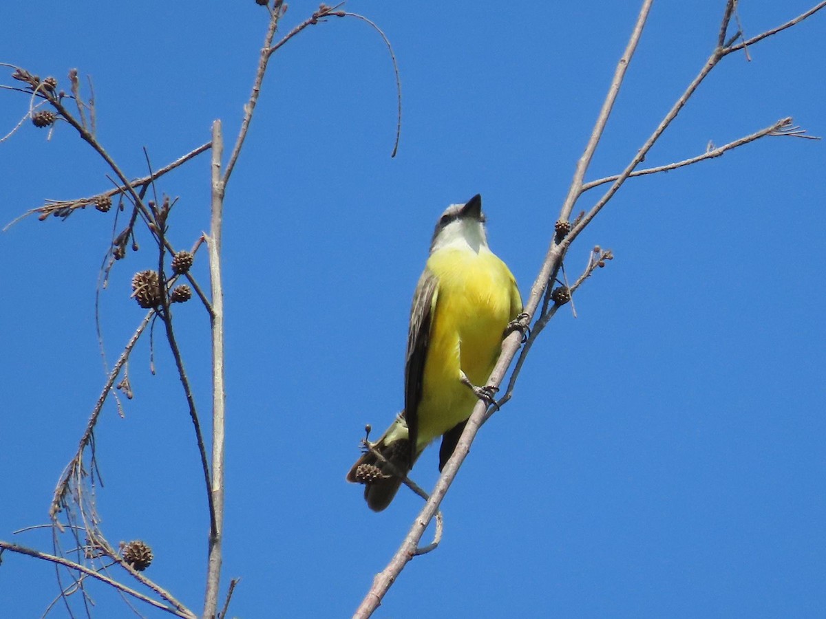 Couch's Kingbird - ML397036441