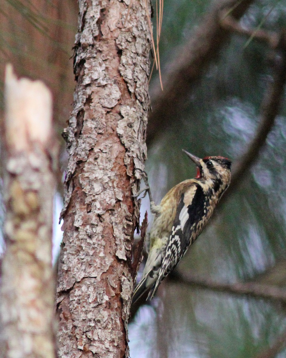 Yellow-bellied Sapsucker - ML397036511