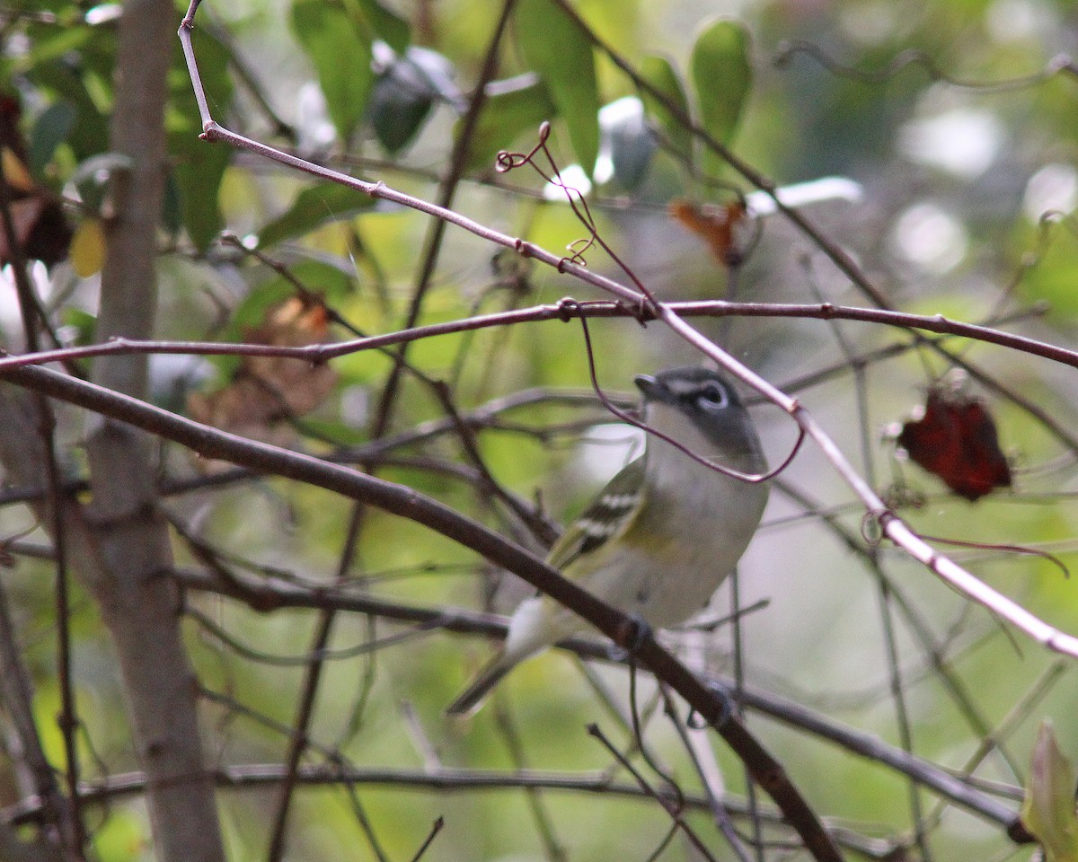 Blue-headed Vireo - ML397036591