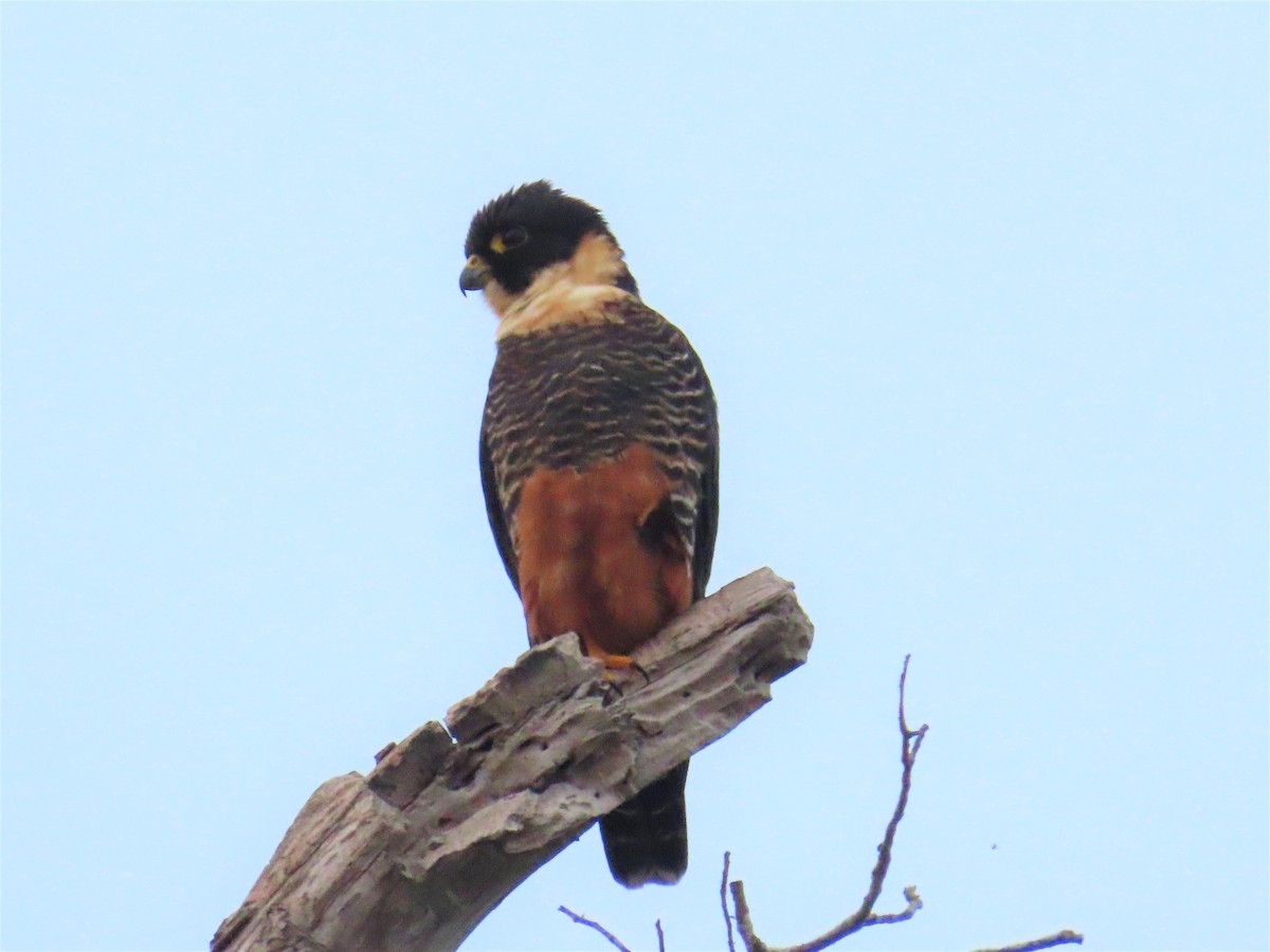 Bat Falcon - ML397037861