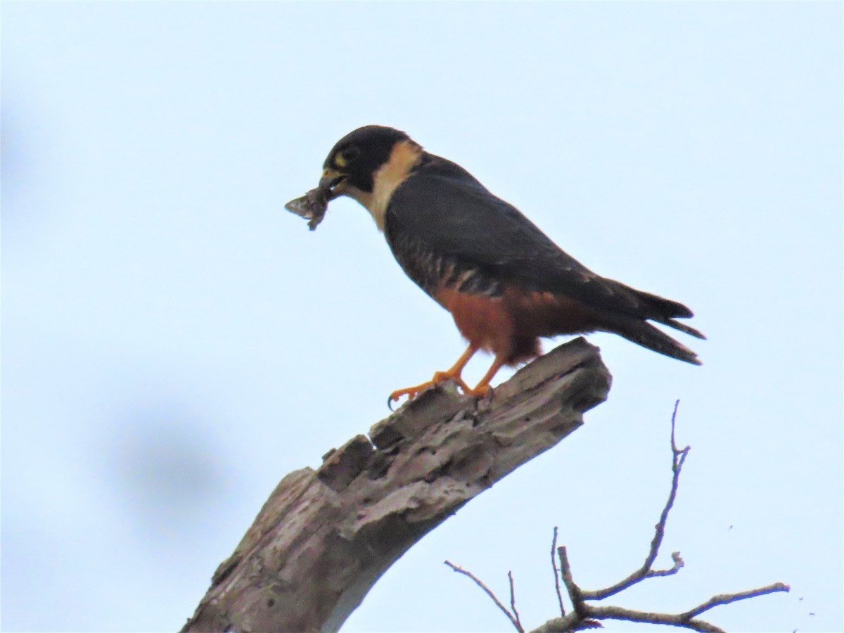 Bat Falcon - ML397038081