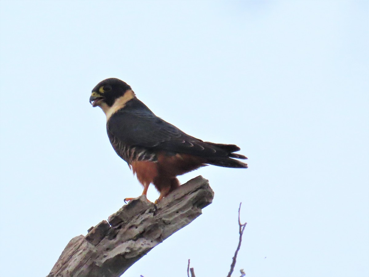 Bat Falcon - ML397038121