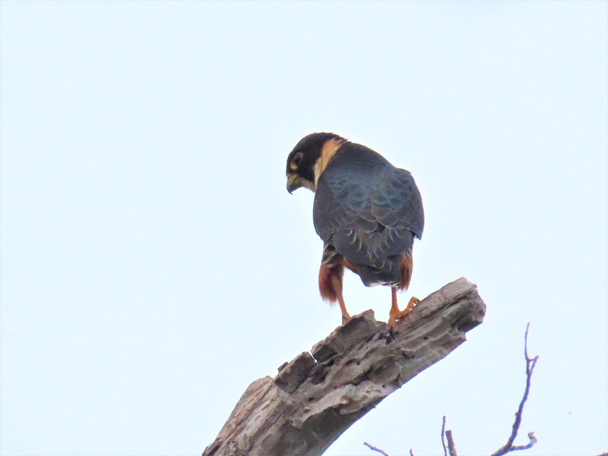 Bat Falcon - ML397038141