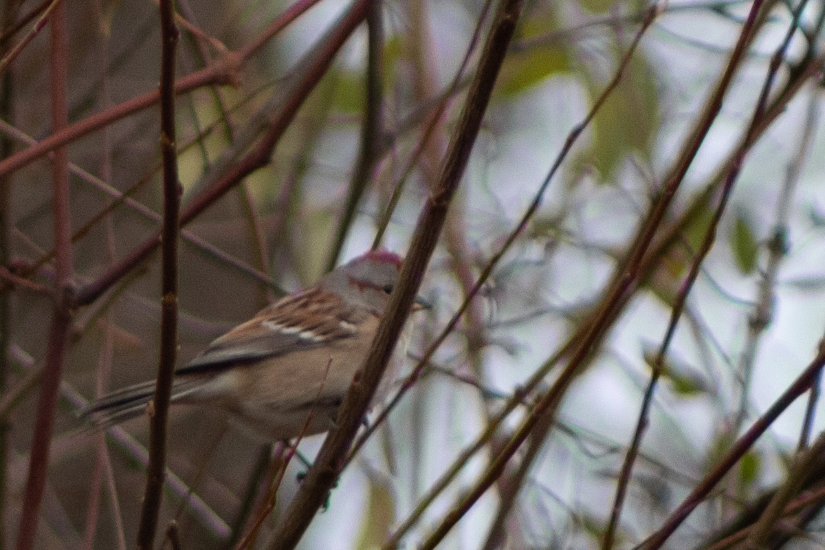 American Tree Sparrow - ML397039221