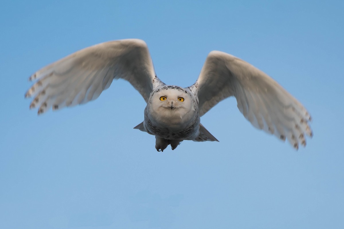 Snowy Owl - Christy Hibsch