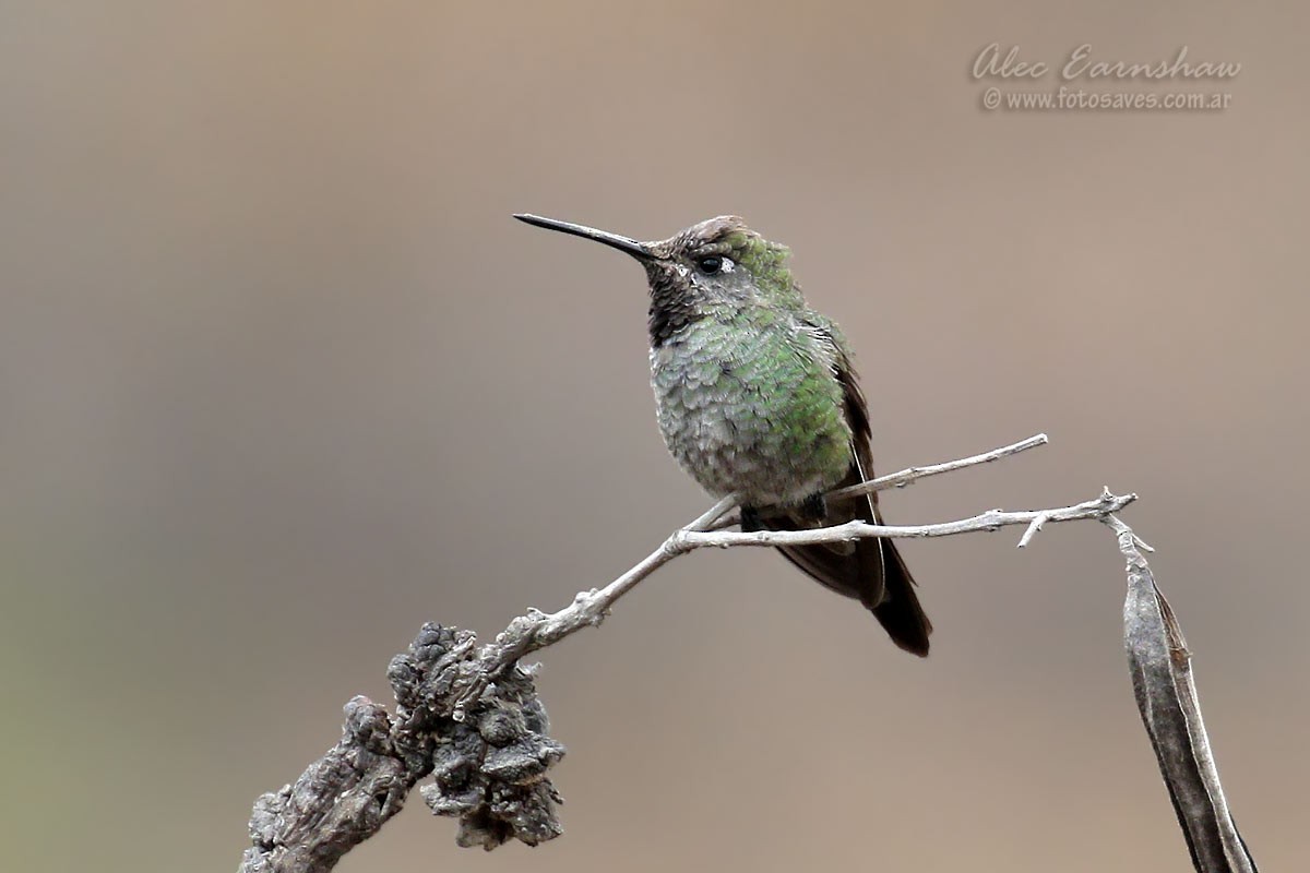 Bronze-tailed Comet - ML39704091