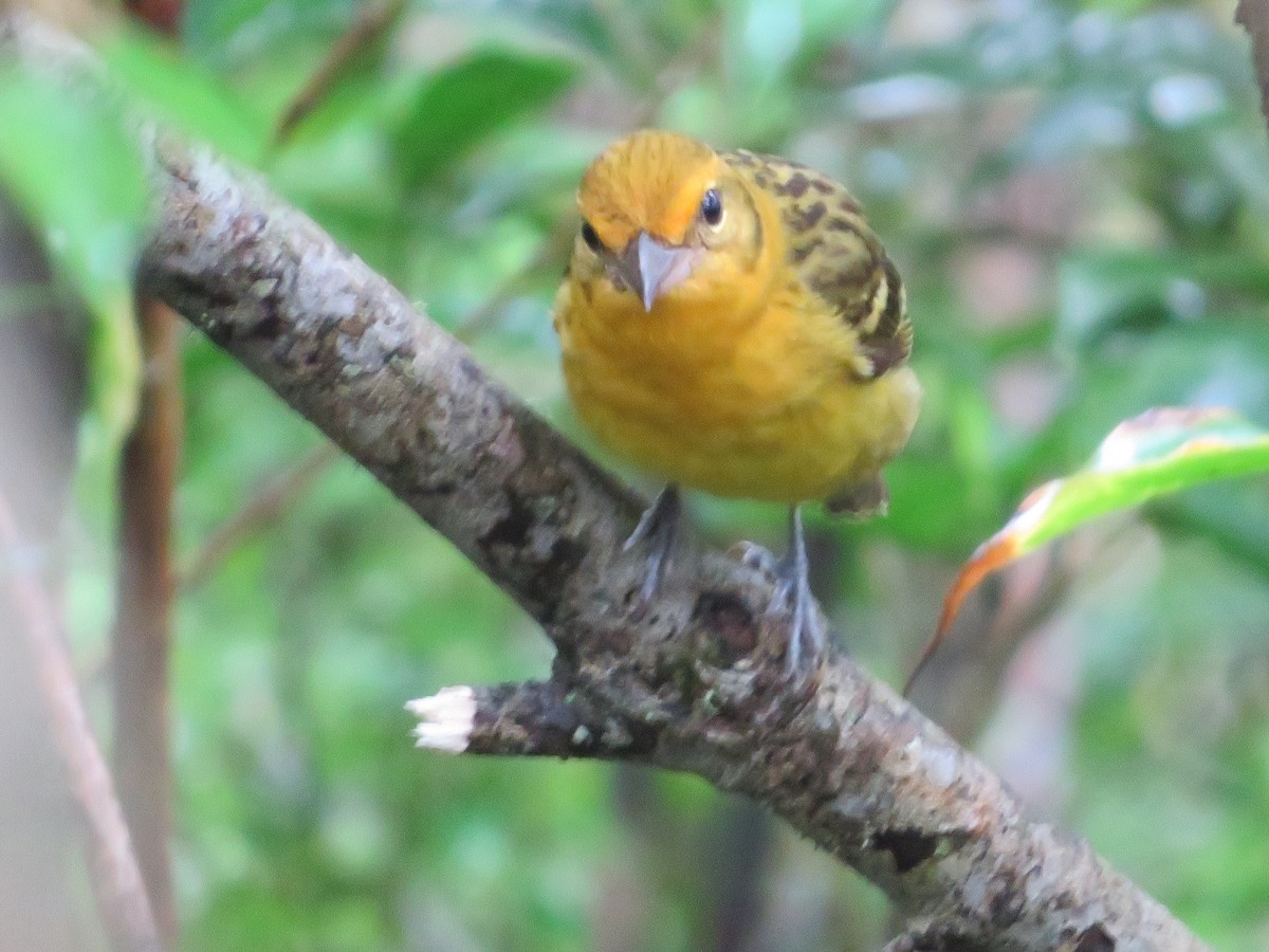 Flame-colored Tanager - ML397040981