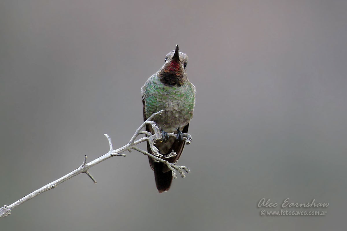 Bronze-tailed Comet - ML39704101