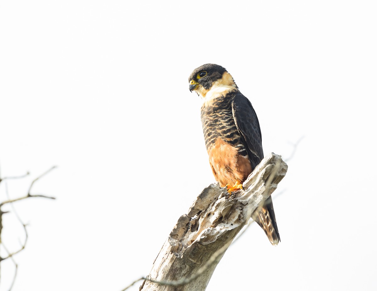 Bat Falcon - ML397041091