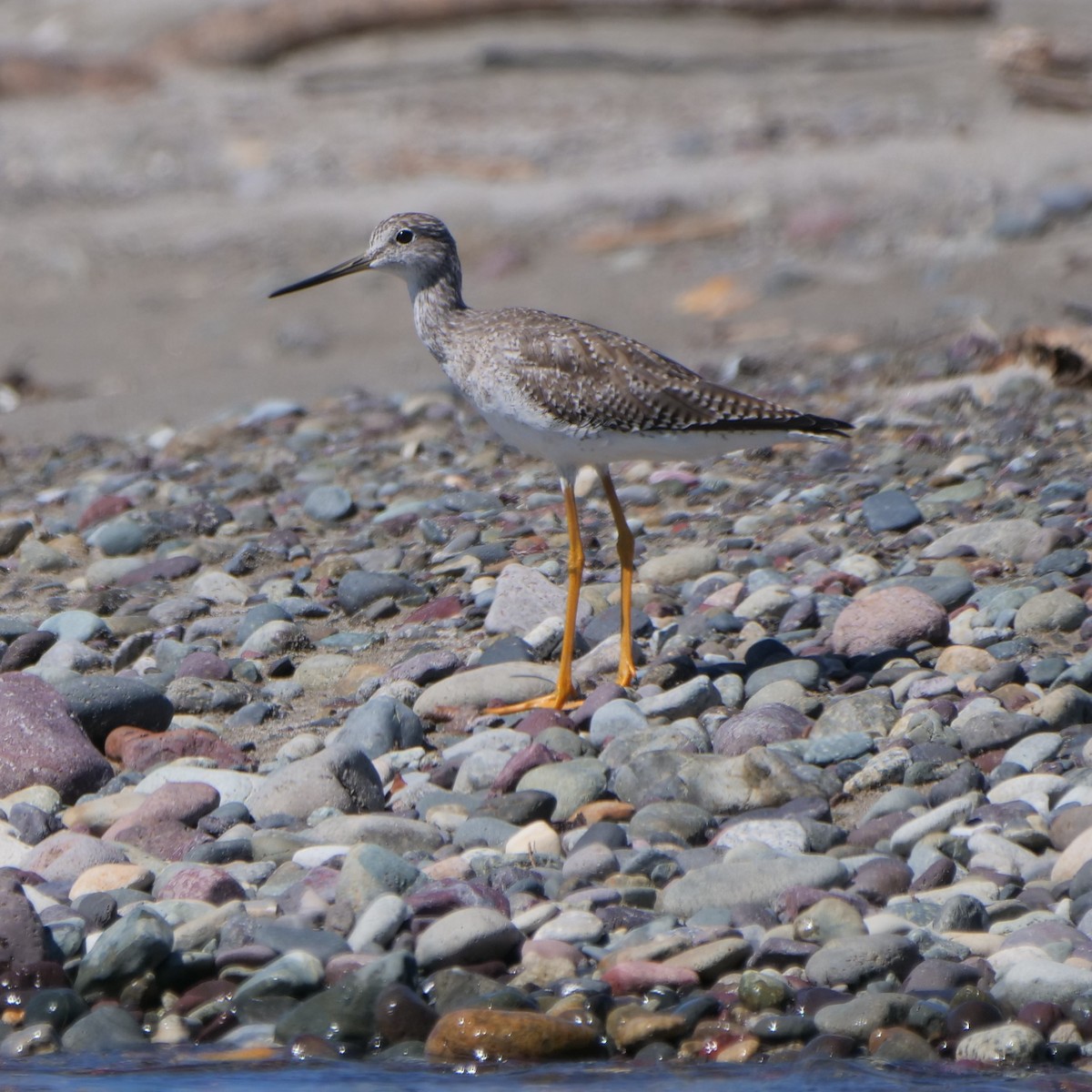 Greater Yellowlegs - Mike Grant