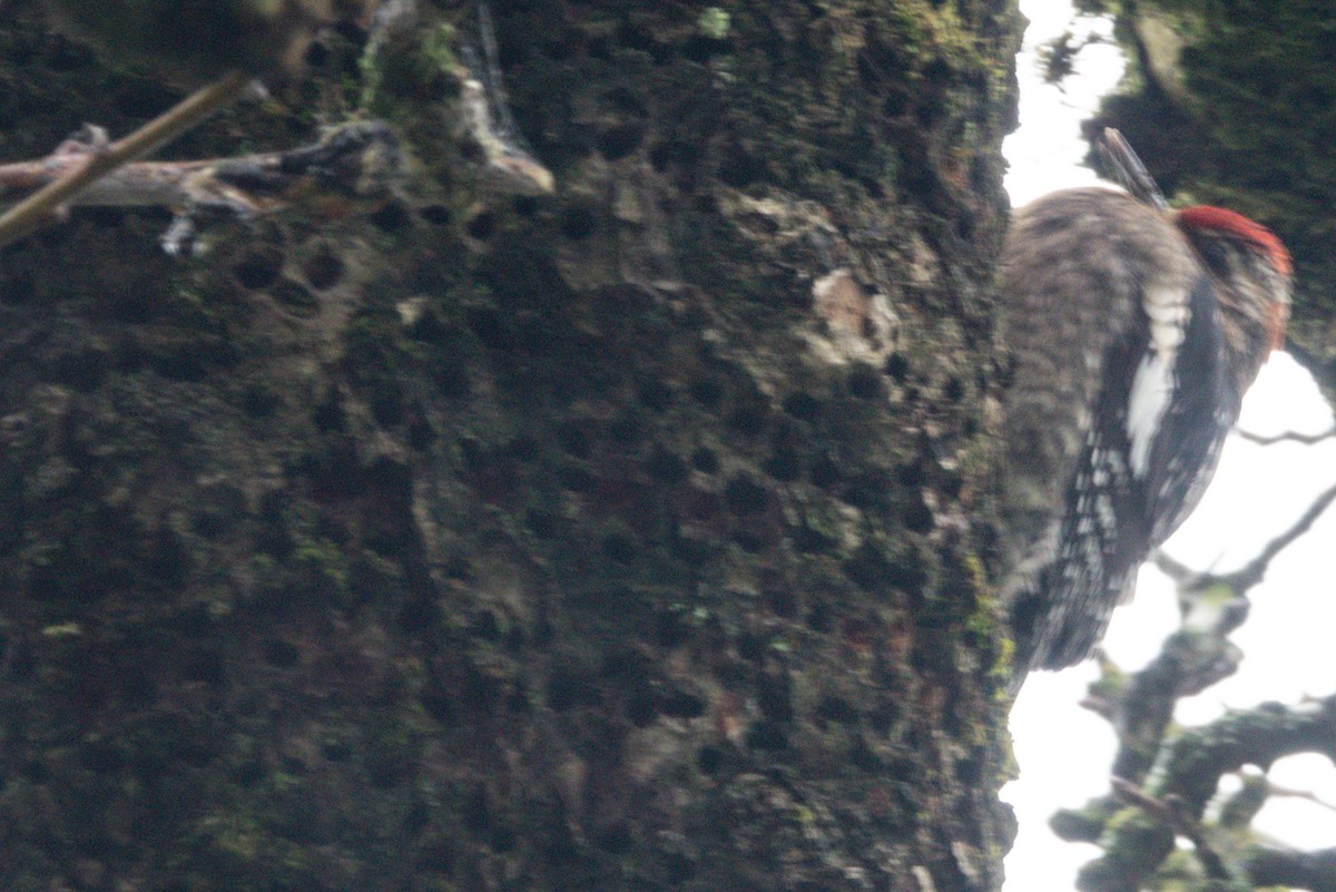 Red-naped Sapsucker - ML397042341