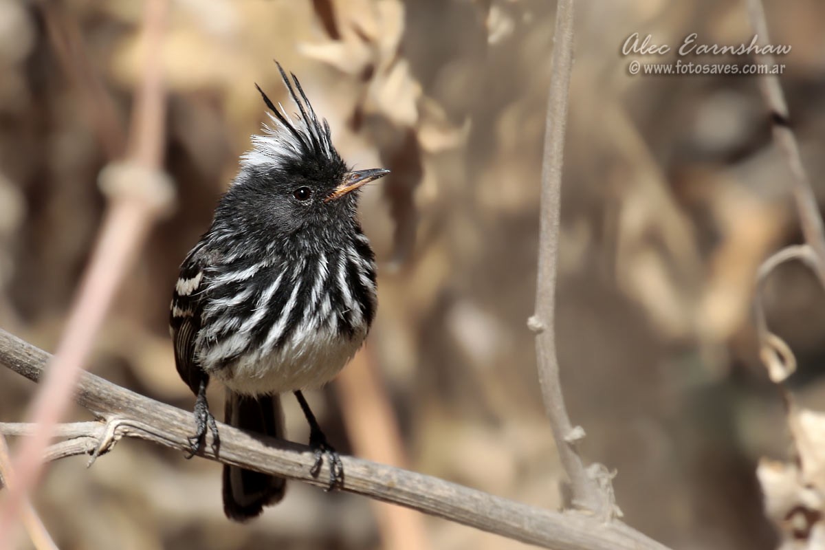 Pied-crested Tit-Tyrant - Alec Earnshaw