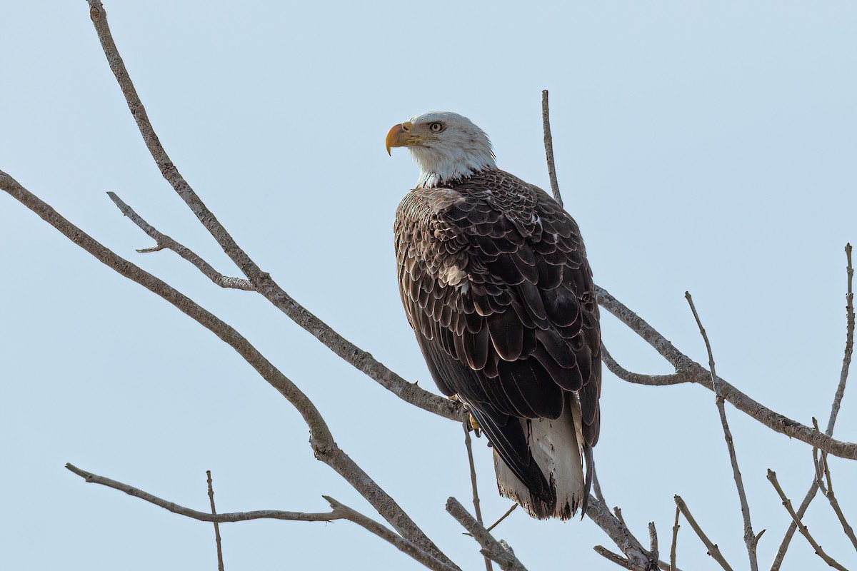 Bald Eagle - Scott Coupland