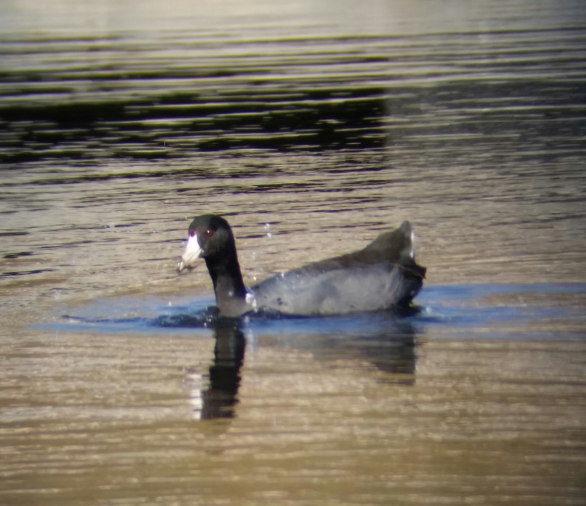 American Coot - ML39704551