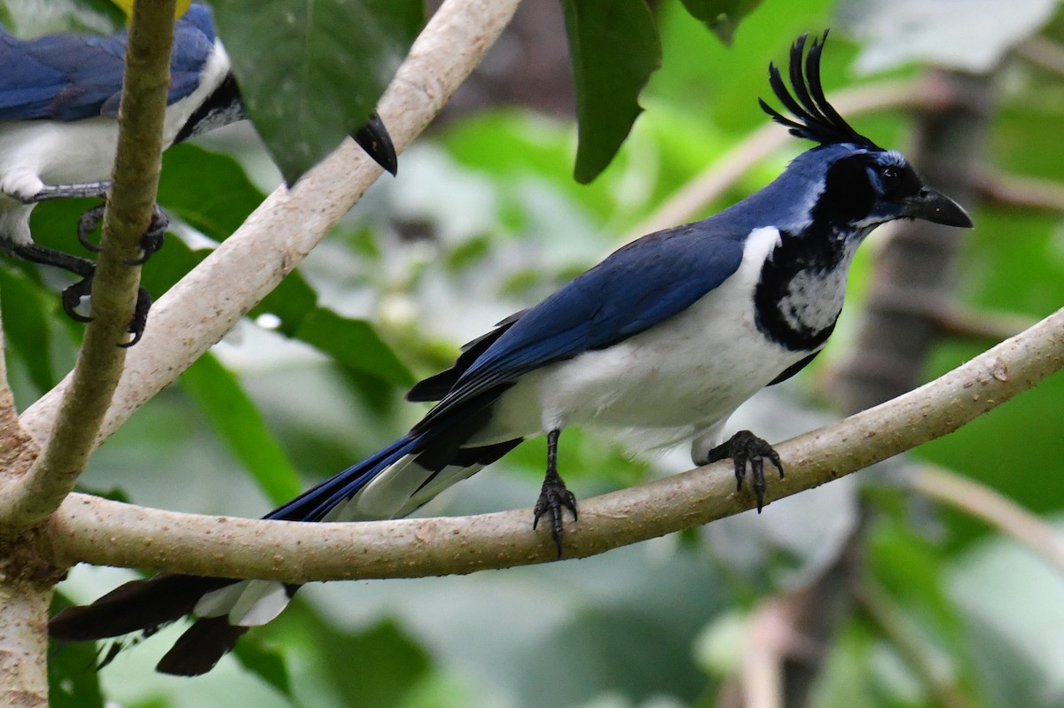 Black-throated Magpie-Jay - ML397046121