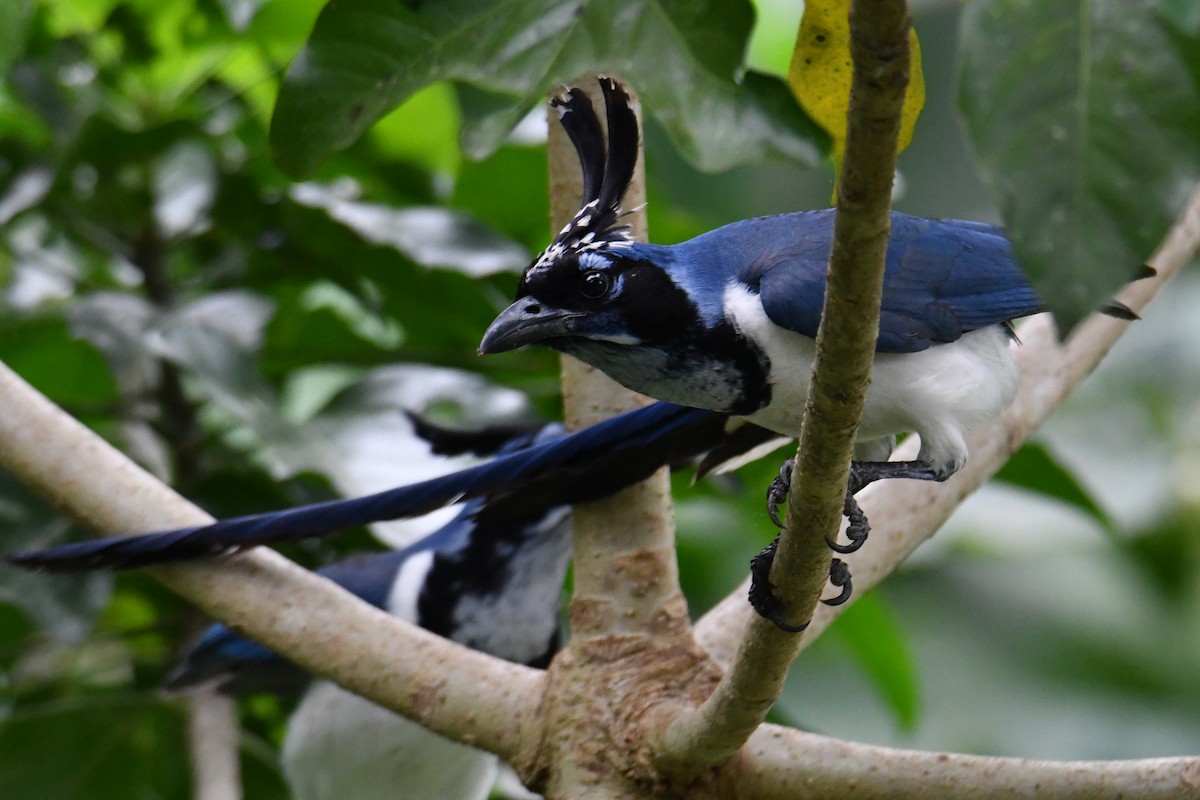 Black-throated Magpie-Jay - ML397046191