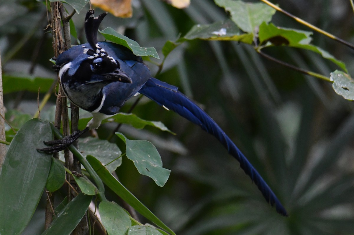 Black-throated Magpie-Jay - ML397046261
