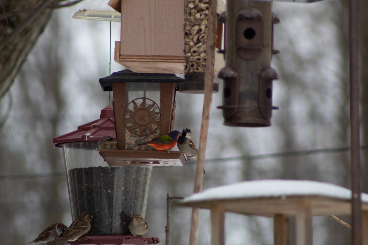 House Sparrow - ML397046271