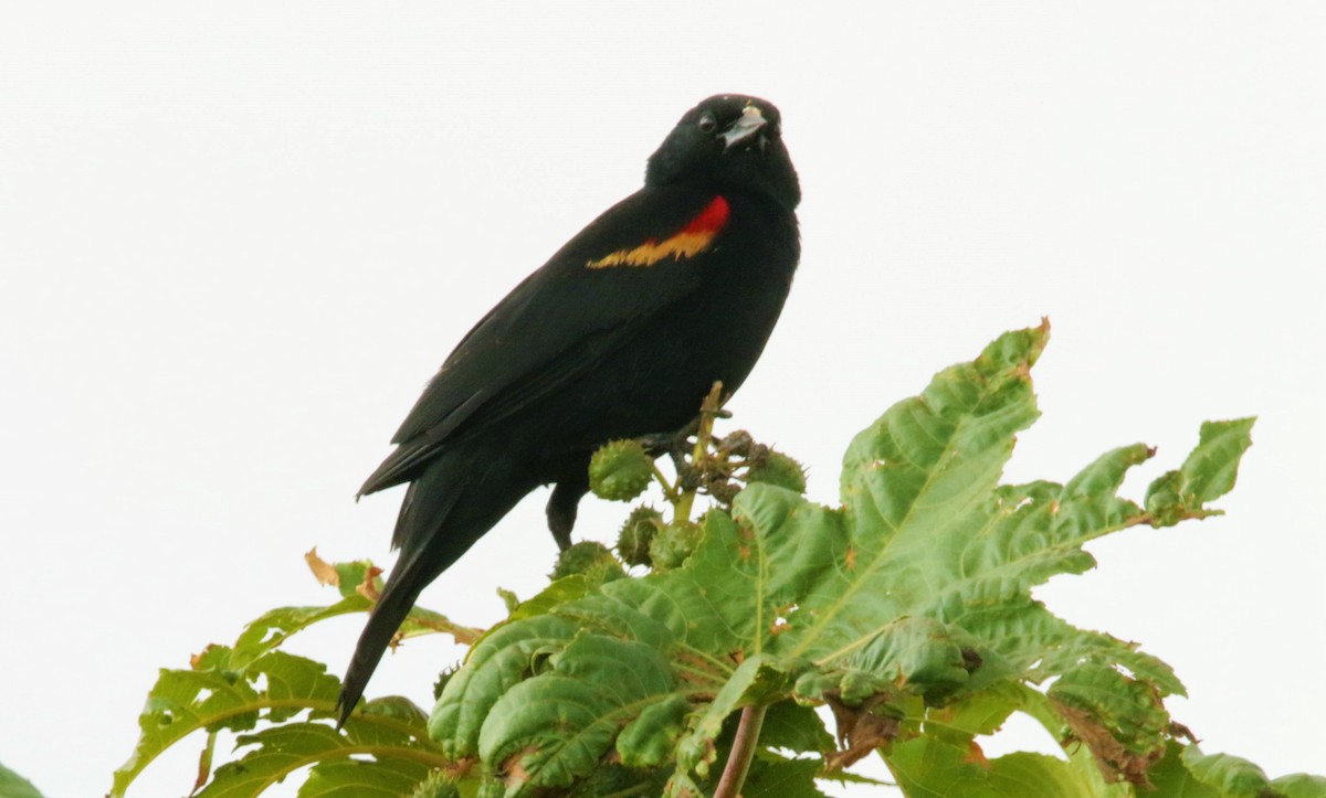 Red-winged Blackbird - FELIPE SAN MARTIN