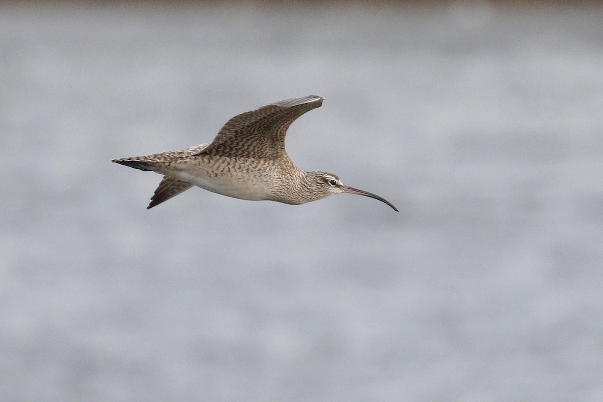 Whimbrel - ML397049421