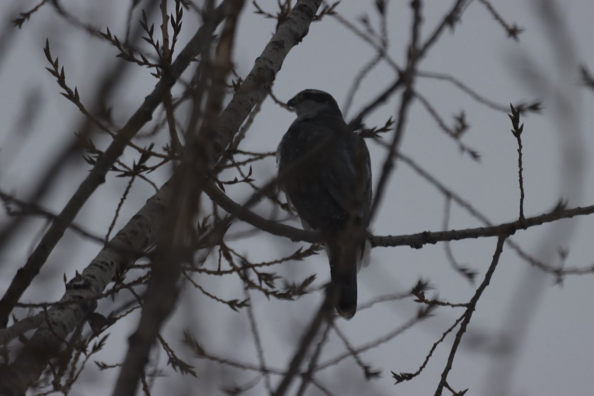 American Goshawk - ML397050081