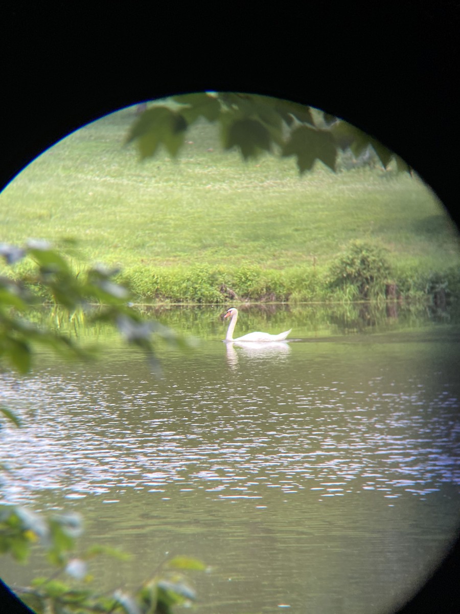 Mute Swan - ML397051901