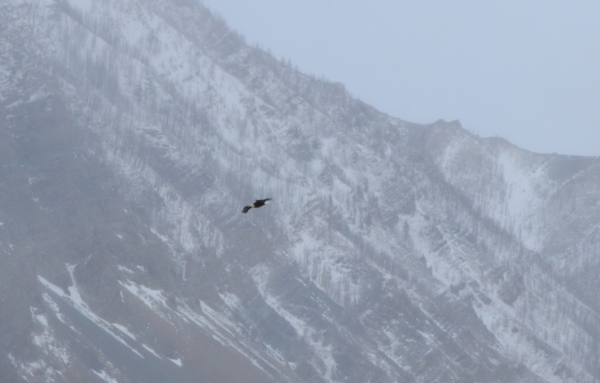 Bald Eagle - ML397052171