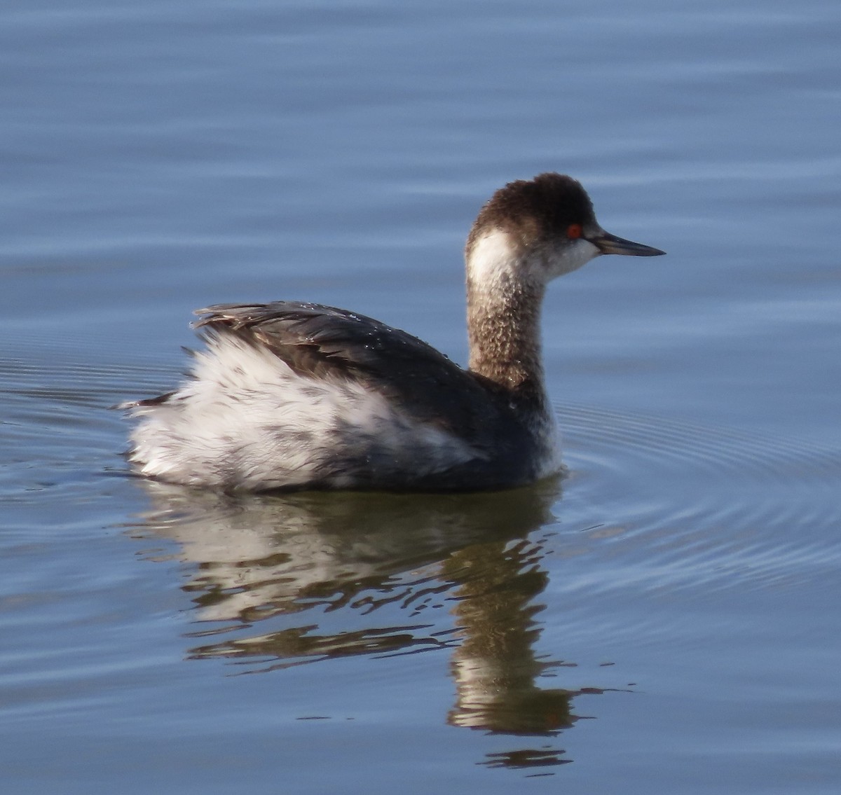 Eared Grebe - ML397052781