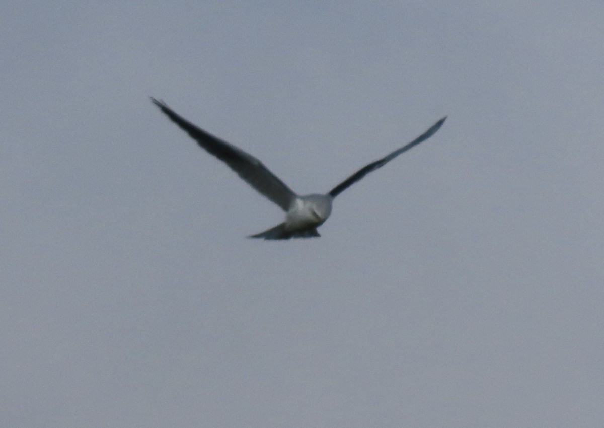 White-tailed Kite - ML397053591