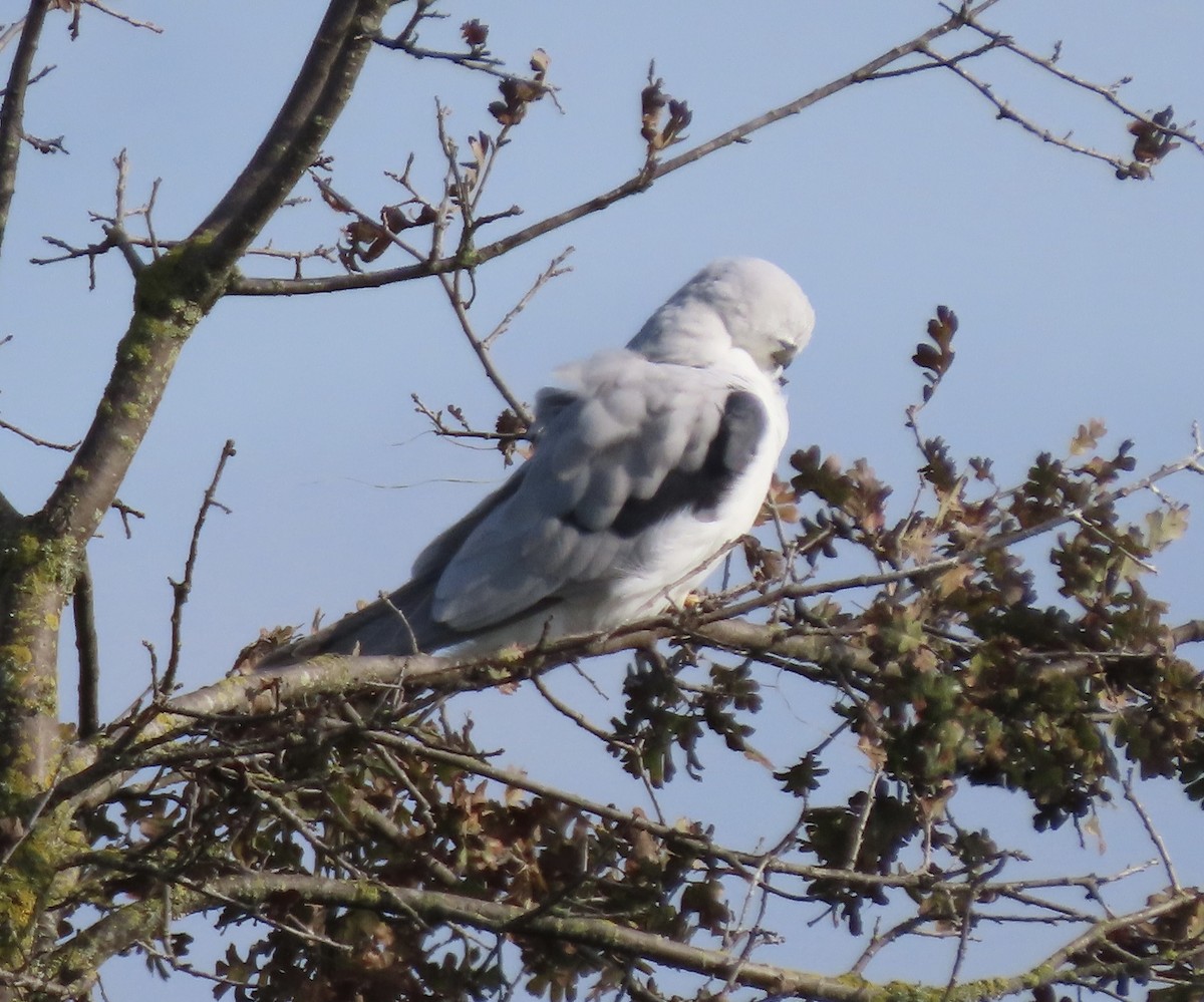 White-tailed Kite - ML397053631