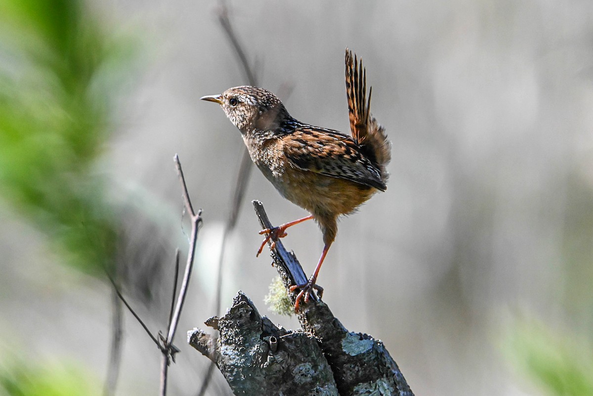 Grass Wren - Tamara Catalán Bermudez