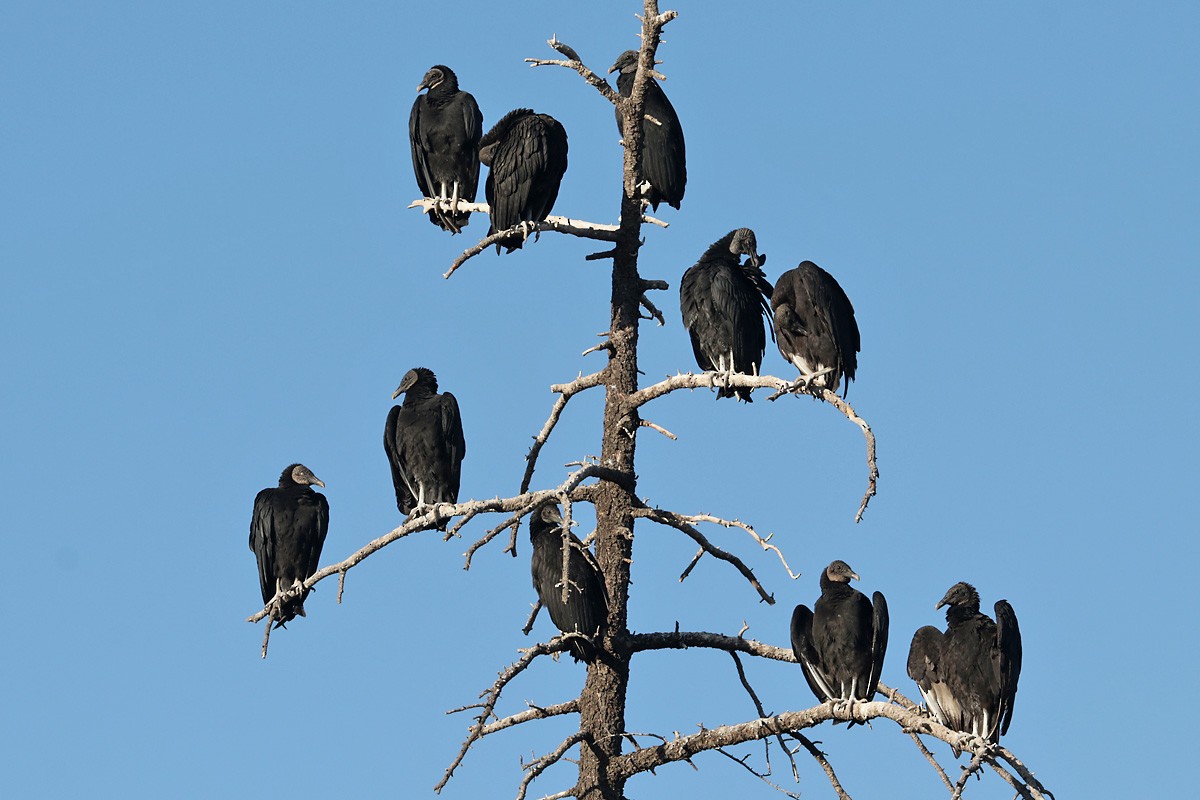 Black Vulture - ML397054291