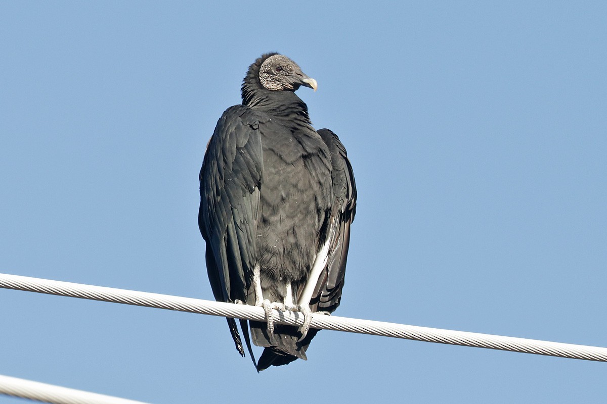 Black Vulture - ML397054301