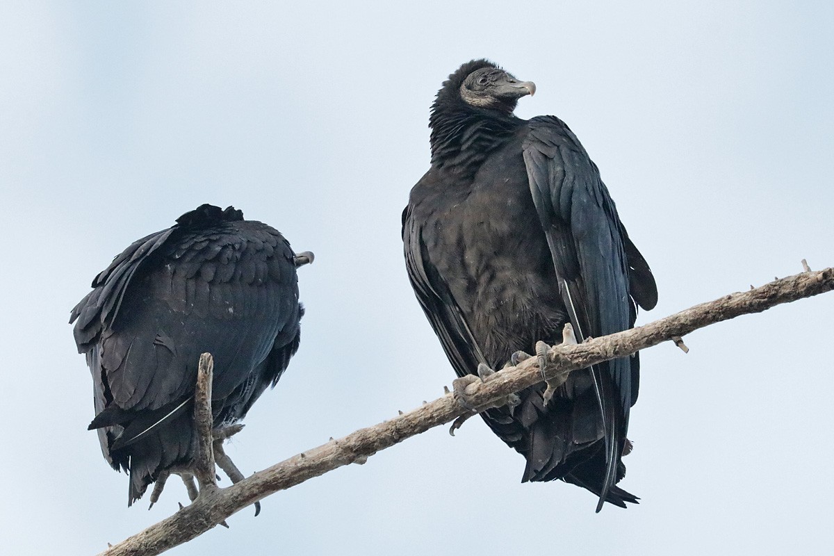 Black Vulture - ML397054311