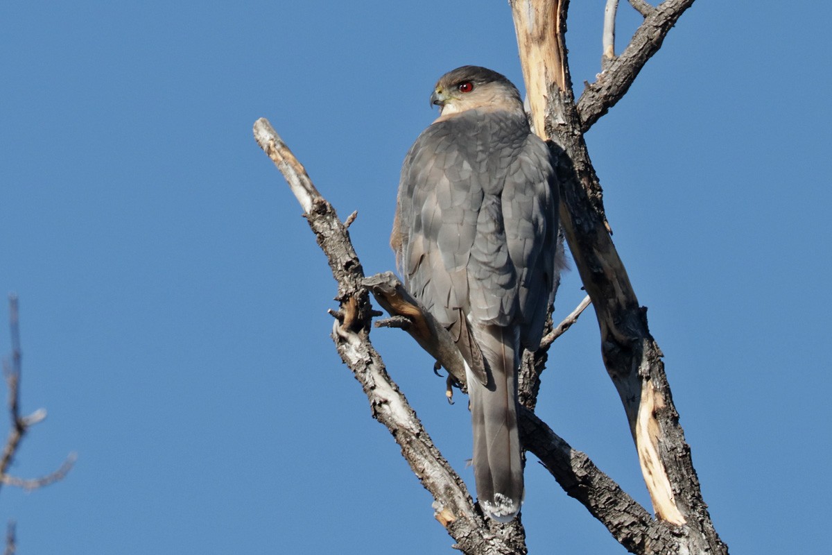 Cooper's Hawk - ML397054321