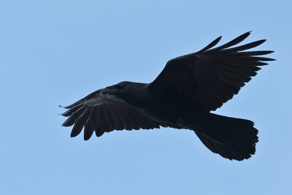 Chihuahuan Raven - ML397054351