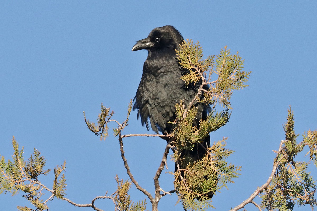 Chihuahuan Raven - ML397054371