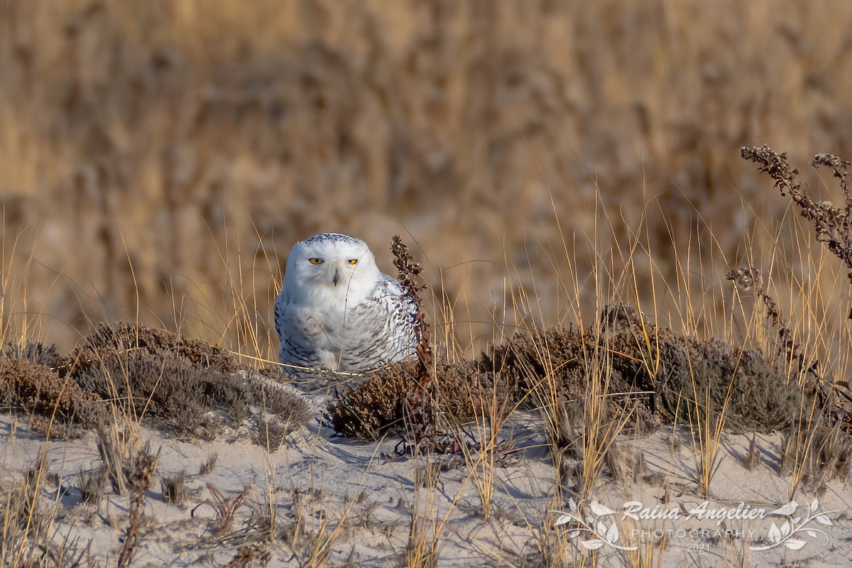 Snowy Owl - ML397054981