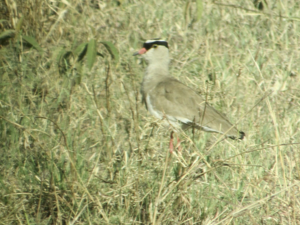Crowned Lapwing - ML397055701