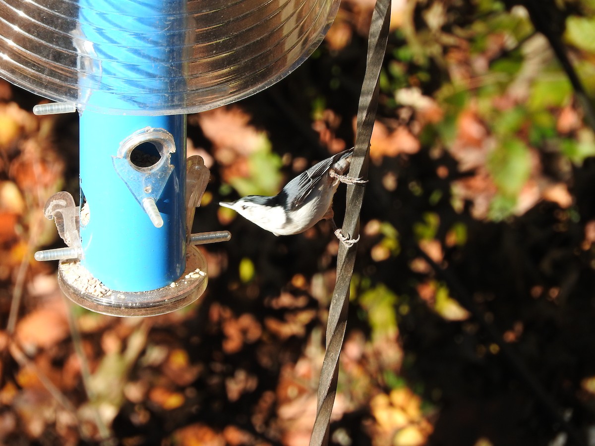 White-breasted Nuthatch - ML39705601