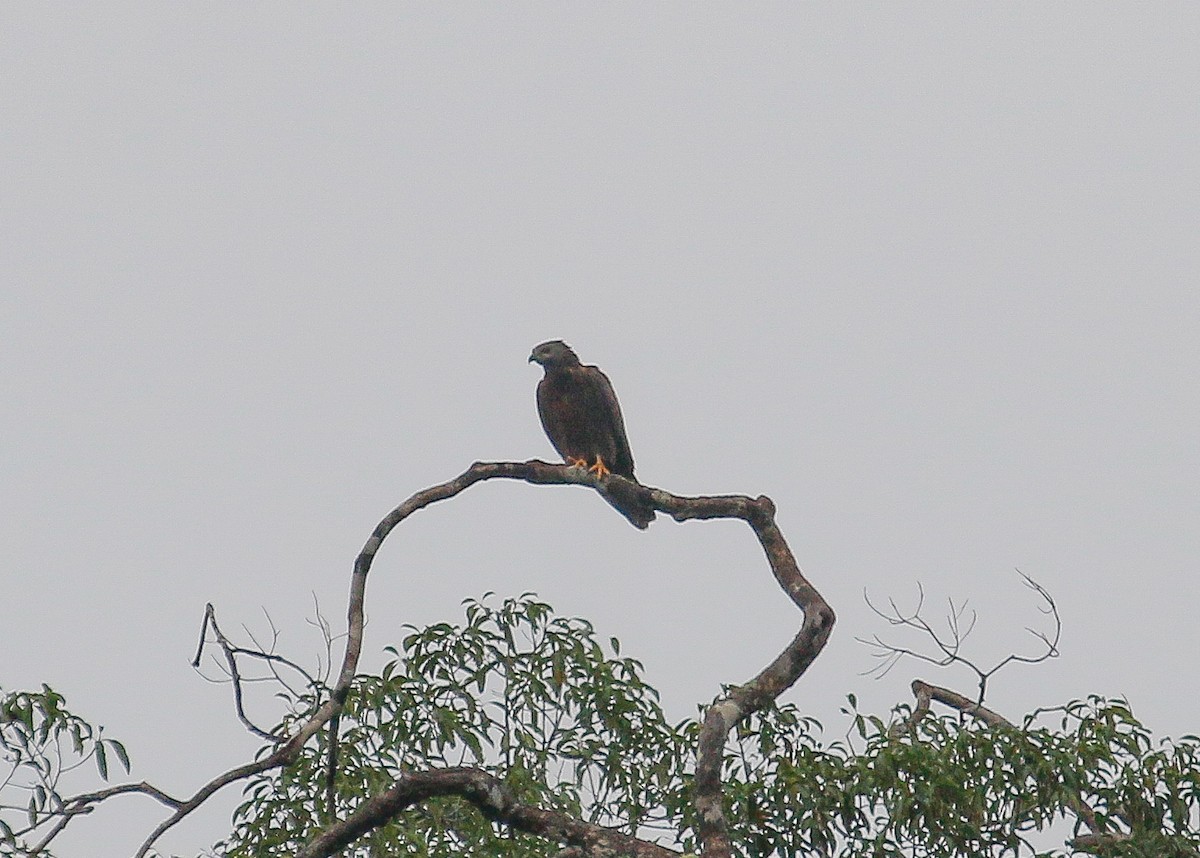 Oriental Honey-buzzard - ML397056181