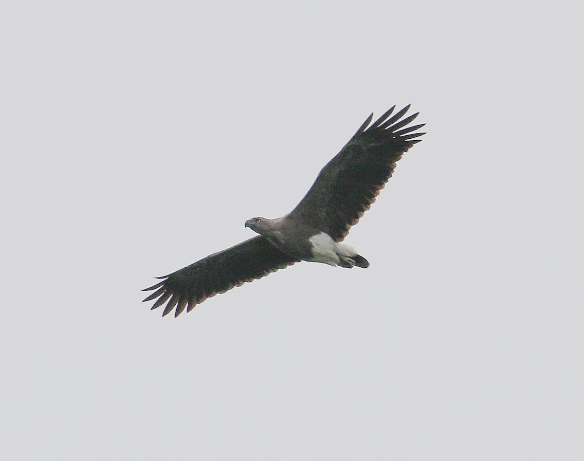 Lesser Fish-Eagle - Neoh Hor Kee
