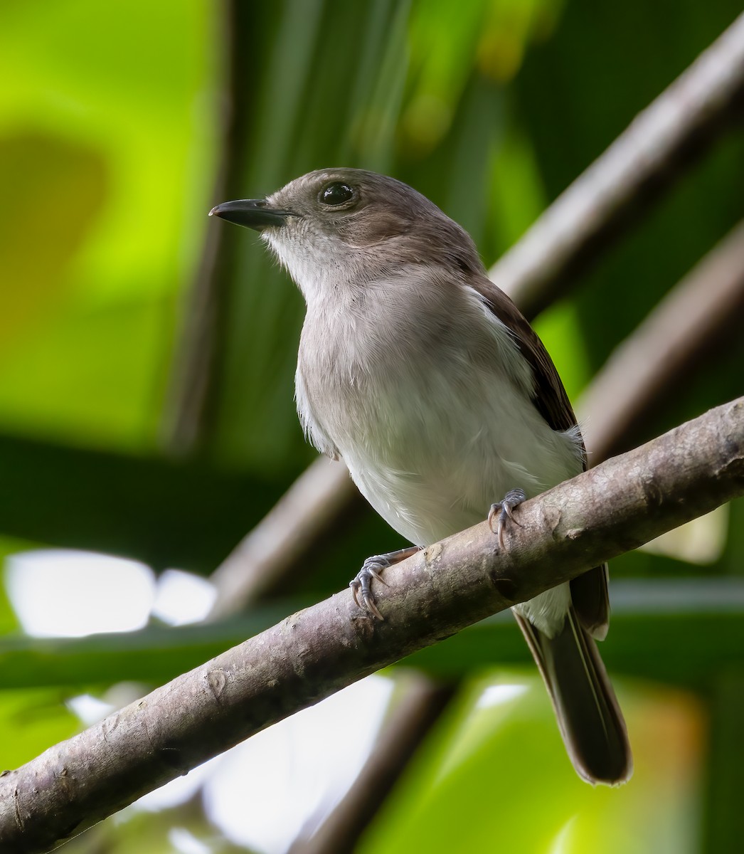 Mangrove Whistler - ML397056301